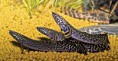 /album/importados-exoticos/polypterus-ornatipinnis-jpg/